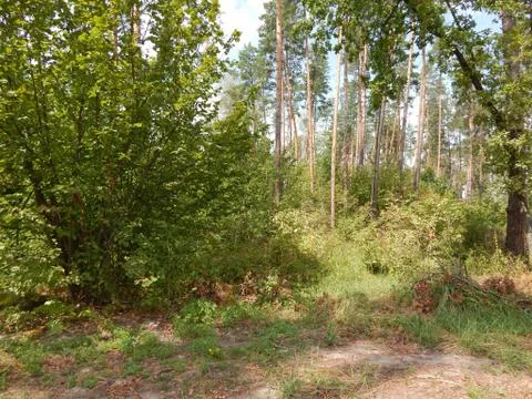 Forest landscape trees wallpaper the tree Stock Photos