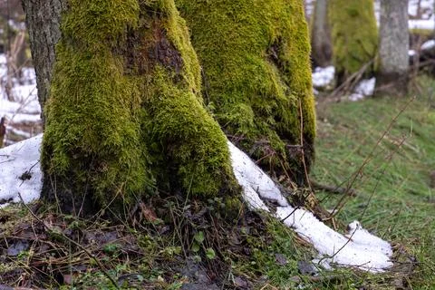 Forest landscape. The trunk of a large tree in close-up. The thick trunk of a Stock Photos