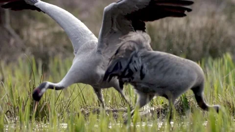 Forest landscape with two grey cranes building a nest from grass and twigs,.. Video stock 306948295