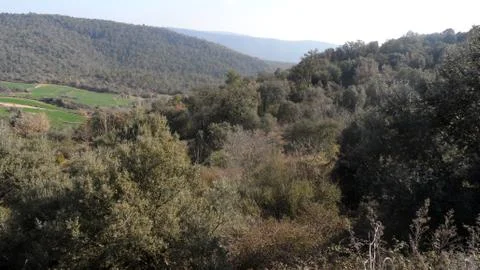 Forest landscape under rays of midday sun in Spain Stock Photos