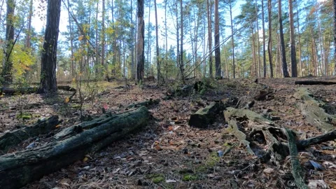 Forest landscape. Walk in the forest. Stock Footage 288369682