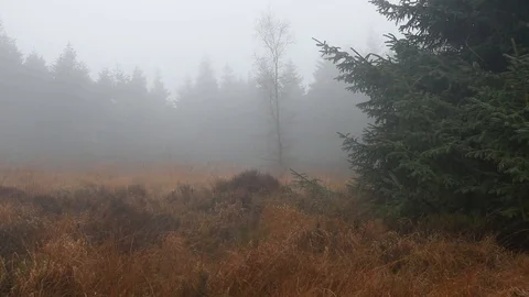 Forest landscape in windy conditions Stock Footage 86216622