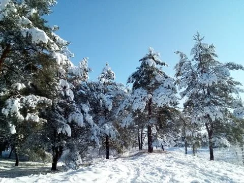 Forest landscape. winter forest. trees in the snow. pine forest in winter. a  Stock Photos