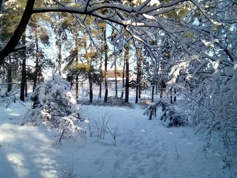 Forest landscape. winter forest. trees in the snow. pine forest in winter. a  Фото