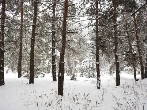 Forest landscape. winter forest. trees in the snow. pine forest in winter. a  Stock Photos