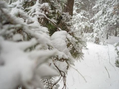 Forest landscape. winter forest. trees in the snow. pine forest in winter. a  Stock Photos