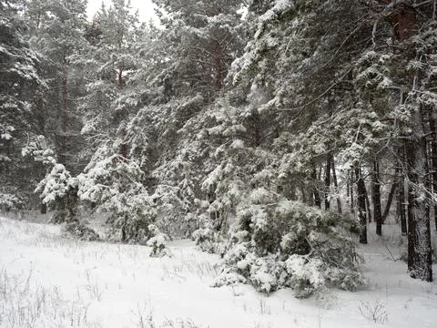 Forest landscape. winter forest. trees in the snow. pine forest in winter. a  Stock Photos