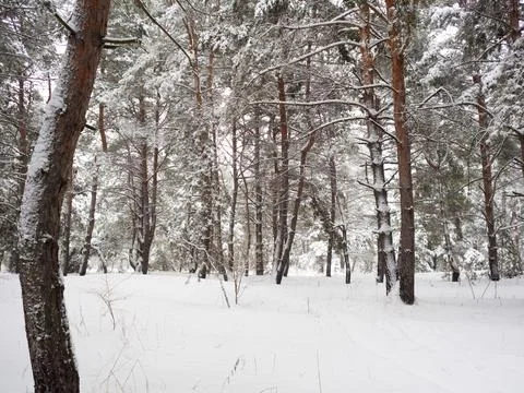 Forest landscape. winter forest. trees in the snow. pine forest in winter. a  Stock Photos