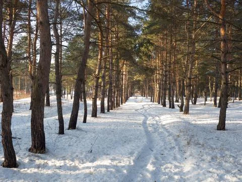 Forest landscape. winter forest. trees in the snow. pine forest in winter. a  Stock Photos