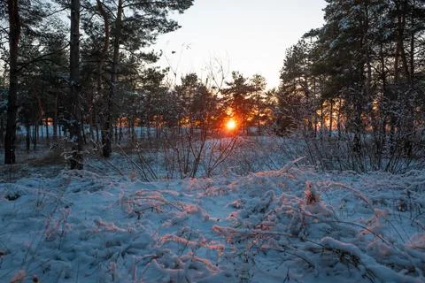 Forest landscape. winter forest. trees in the snow. pine forest in winter. a  Stock Photos
