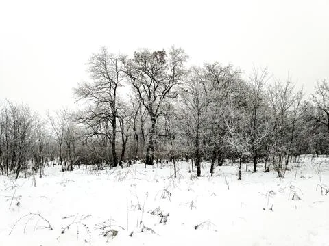 Forest landscape. winter forest. trees in the snow. pine forest in winter. a  Stock Photos