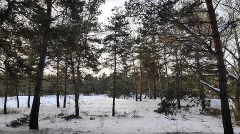 Forest landscape. winter forest. trees in the snow. pine forest in winter. a  Foto stock