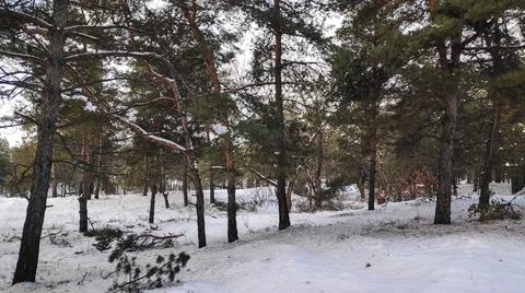 Forest landscape. winter forest. trees in the snow. pine forest in winter. a  Stock Photos
