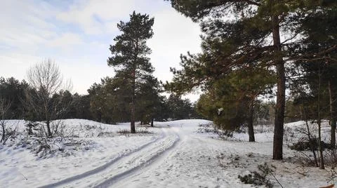 Forest landscape. winter forest. trees in the snow. pine forest in winter. a  Stock Photos