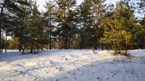 Forest landscape. winter forest. trees in the snow. pine forest in winter. a  Foto stock