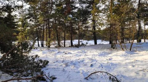 Forest landscape. winter forest. trees in the snow. pine forest in winter. a  Stock Photos