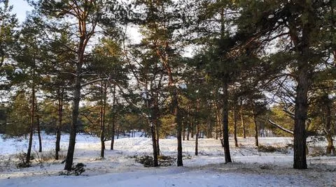 Forest landscape. winter forest. trees in the snow. pine forest in winter. a  Stock Photos