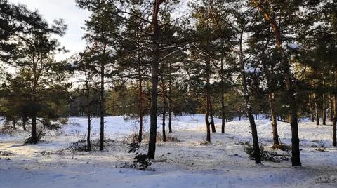 Forest landscape. winter forest. trees in the snow. pine forest in winter. a  Stock Photos