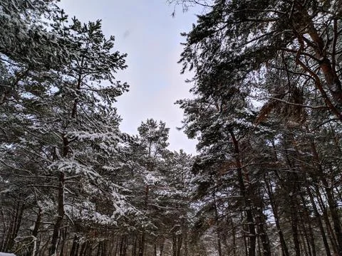Forest landscape. winter forest. trees in the snow. pine forest in winter. a  Stock Photos