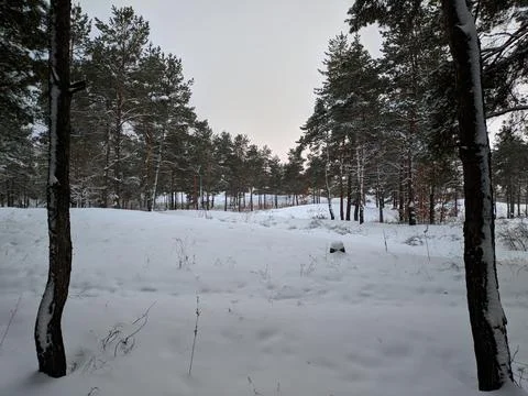 Forest landscape. winter forest. trees in the snow. pine forest in winter. a  Stock Photos
