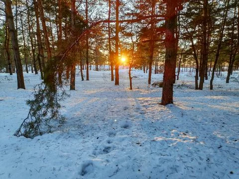 Forest landscape. winter forest. trees in the snow. pine forest in winter. a  Stock Photos