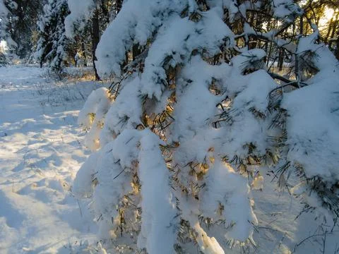 Forest landscape. winter forest. trees in the snow. pine forest in winter. a  Stock Photos