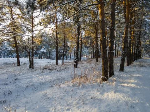 Forest landscape. winter forest. trees in the snow. pine forest in winter. a  Stock Photos