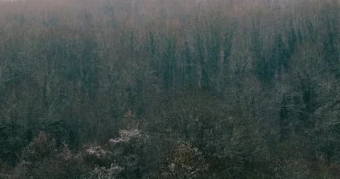 Forest landscape in winter. snow falls on a color graded forest Stock Footage 320304638