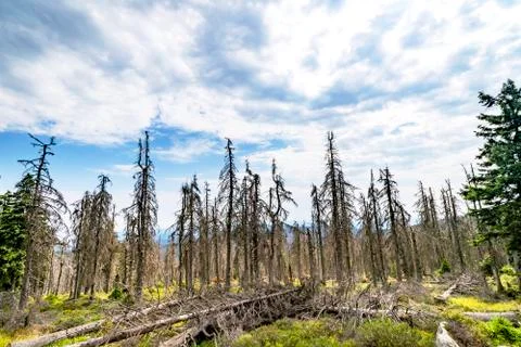 Forest landscape with withered pine trees Stock Photos