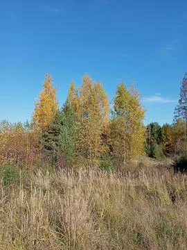 Forest landscape with yellow trees Stock Photos