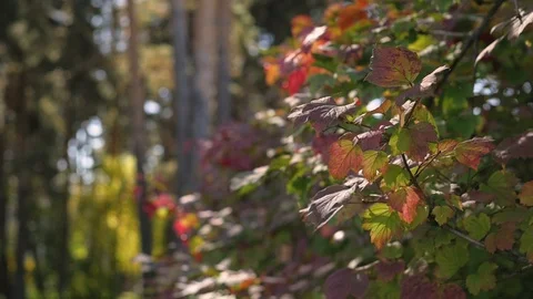Forest landscapes close-up. sun through foliage, grass close up Stock Footage 104755511