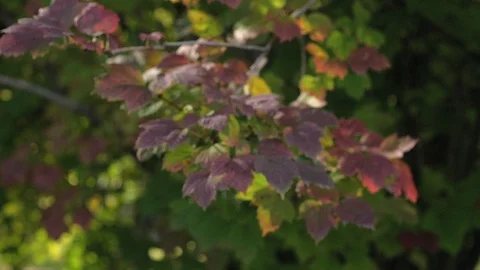 Forest landscapes close-up. sun through foliage, grass close up Stock-Footage 104755589