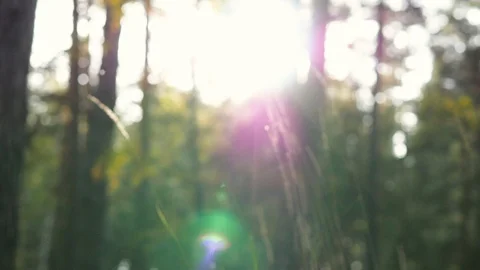 Forest landscapes close-up. sun through foliage, grass close up Vídeo Stock 104757049