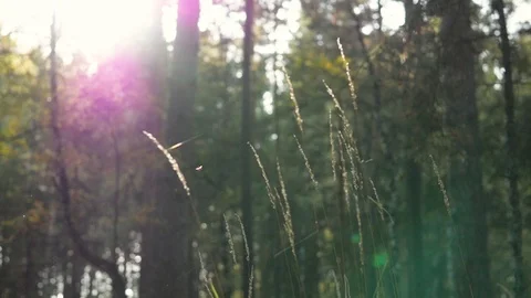 Forest landscapes close-up. sun through foliage, grass close up Vídeo Stock 104788853