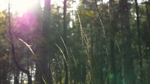 Forest landscapes close-up. sun through foliage, grass close up Vídeo Stock 104788943