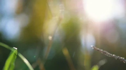 Forest landscapes close-up. sun through foliage, grass close up Vídeo Stock 104789254