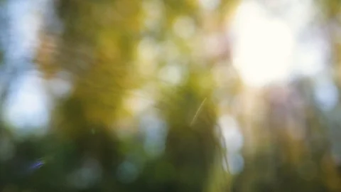 Forest landscapes close-up. sun through foliage, grass close up Stock-Footage 104789415