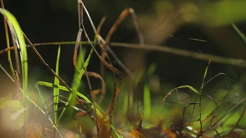 Forest landscapes close-up. sun through foliage, grass close up Stock Footage 104789466