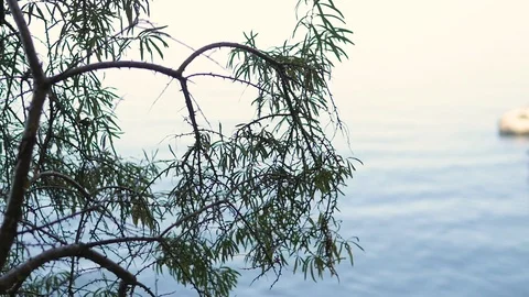 Forest landscapes close-up. sun through the foliage, water in the background Stock Footage 104789562