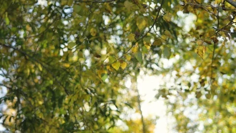 Forest landscapes close-up. sun through foliage, grass close up Video stock 104789609