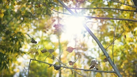 Forest landscapes close-up. sun through foliage, grass close up Stock Footage 104789658