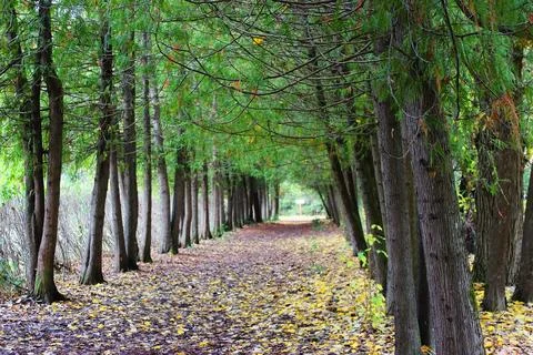 Forest lane in the autumn arboretum Stock Photos