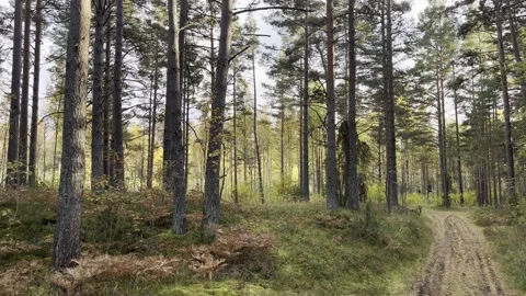 Forest from the lane Stock Footage 218622233