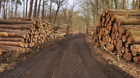Forest lane, path, with at both sides stacked wooden logs cut for lumber Stock Footage 217798932