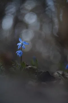 Forest lantern Stock Photos