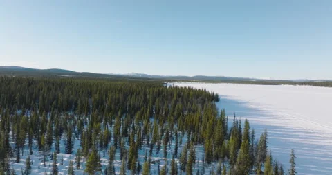 Forest in Lapland Stock Footage 220019240