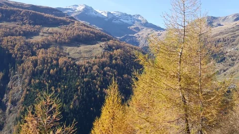 A forest of larches Video stock 70553247