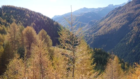 A forest of larches Video stock 70553595