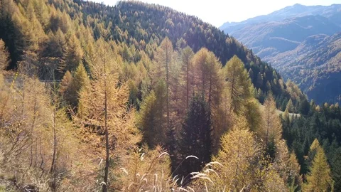 A forest of larches Video stock 70553708