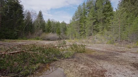 A forest with a large fallen tree in the middle Stock Footage 298038417